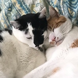 Fundraising Page: Jodi/Dave McCarthy